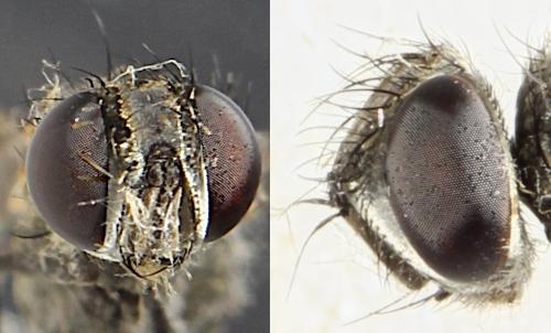 Metopia campestris